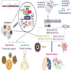 Identification of biomarkers and molecular mechanisms implicated in genetic variations underlying Alzheimer's disease pathogenesis