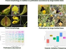 The mechanical fit of the flowers of Crotalaria paniculata Willd. for the pollination success of large-bodied bees