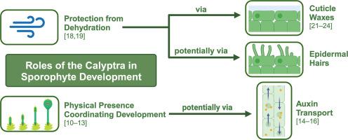 Illuminating the role of the calyptra in sporophyte development