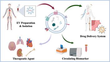 Extracellular vesicles: The future of therapeutics and drug delivery systems