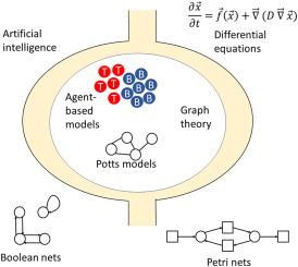 Computational systems biology of cellular processes in the human lymph node