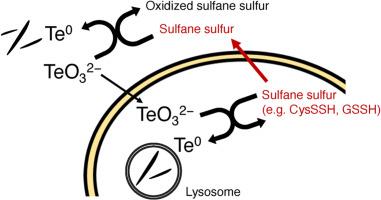 Role of sulfane sulfur species in elemental tellurium nanorod formation in mammalian cells