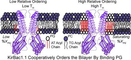 Coordination of bilayer properties by an inward-rectifier K+ channel is a cooperative process driven by protein-lipid interaction