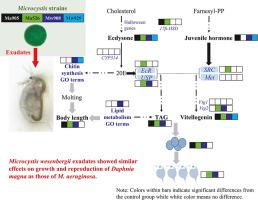 Can a shift in dominant species of Microcystis alter growth and reproduction of waterfleas?