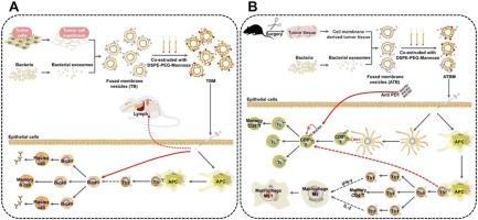 Membrane-fused and mannose-targeted vesicles as immunoenhanced biomimetic nanovaccines for prevention and therapeutics of melanoma