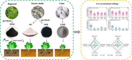 Utilizing ragweed and oyster shell derived biochar as an effective stabilizer for the restoring Cd and Pb- contaminated soil