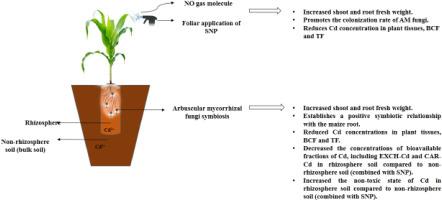 Sodium nitroprusside, a donor of nitric oxide, enhances arbuscular mycorrhizal fungi symbiosis with corn plant and mitigates Cd bioavailability in the rhizosphere