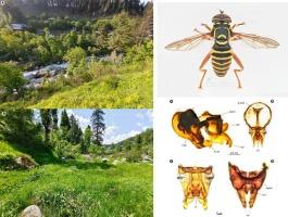 A new species of the genus Spilomyia Meigen, 1803 (Diptera: Syrphidae) from South Asia