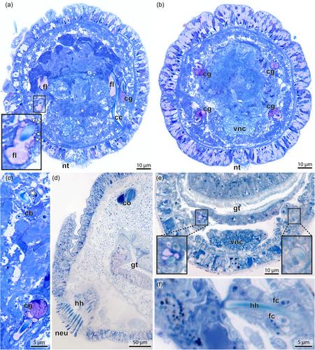 Discovery and characterization of a transient chaetal gland during the development of Capitella teleta (Sedentaria: Annelida)