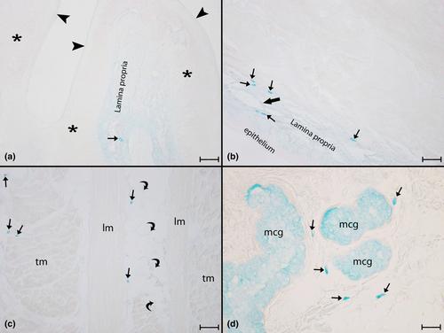 Histochemical and immunohistochemical investigation of the number and localization of mast cells in the feline tongue