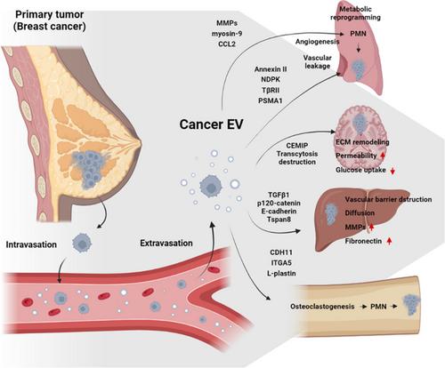 Extracellular vesicle proteins as breast cancer biomarkers: Mass spectrometry-based analysis