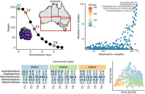 Temporal and spatial dynamics within the fungal microbiome of grape fermentation