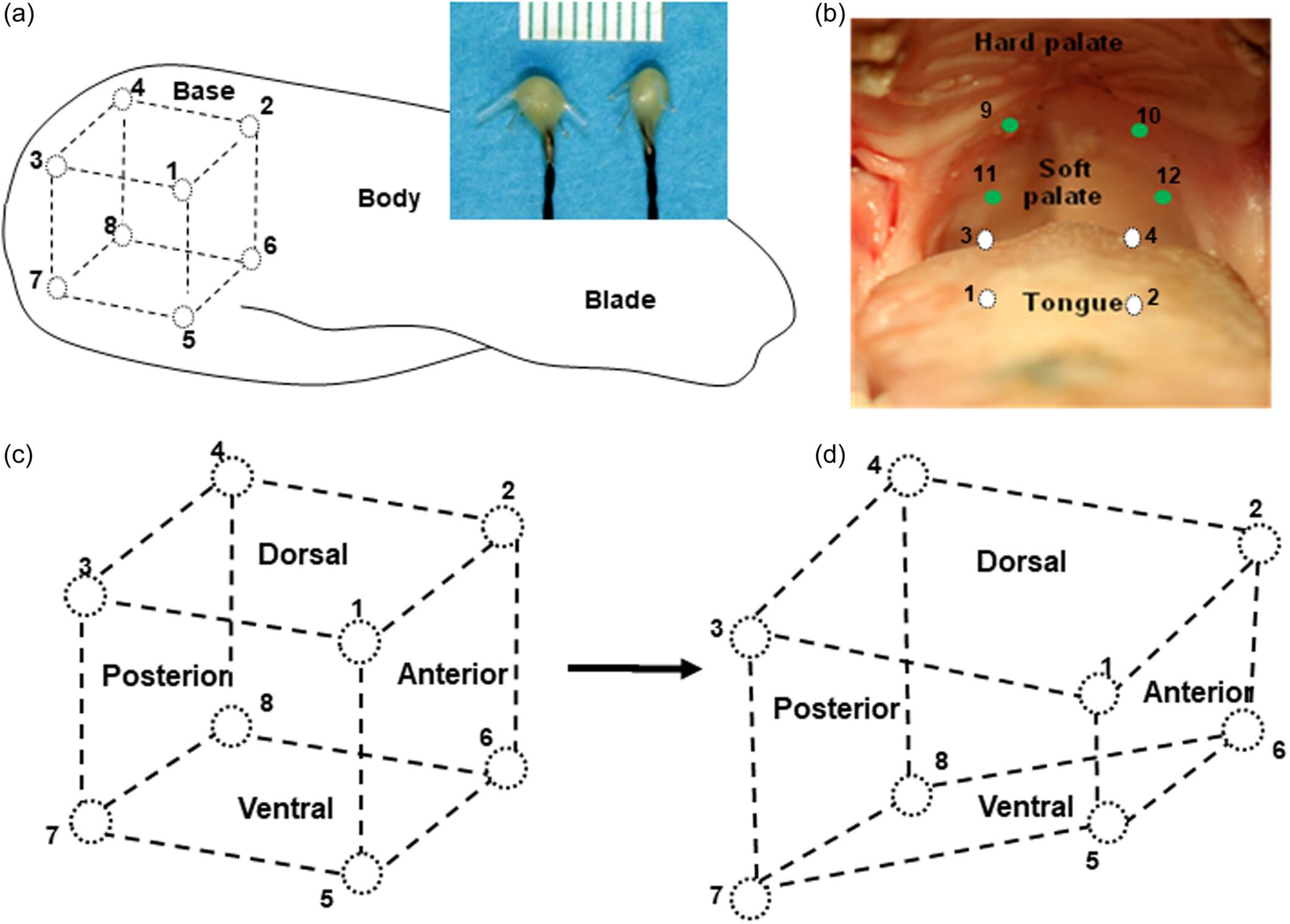 Respiratory internal kinematics of the tongue base and soft palate in obese minipigs with obstructive sleep apnea