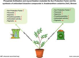 No synergy between P and AMF inoculation to improve Sun Protection Factor production in Anadenanthera colubrina (Vell.) Brenan leaves