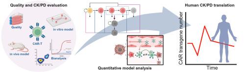 DMPK perspective on quantitative model analysis for chimeric antigen receptor cell therapy: Advances and challenges