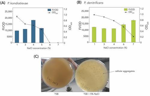 Paracoccus kondratievae produces poly(3-hydroxybutyrate) under elevated temperature conditions