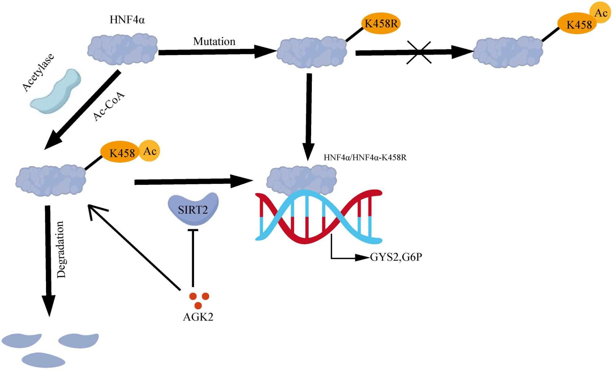 Abrogating K458 acetylation enhances hepatocyte nuclear factor 4α (HNF4α)-induced differentiation therapy for hepatocellular carcinoma