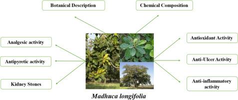 Exploring the therapeutic potential of Madhuca longifolia in traditional Chinese medicine for the management of kidney stones and various diseases: A review