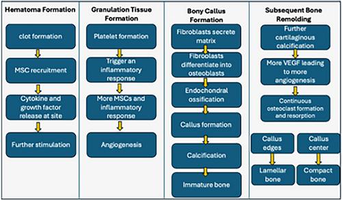 Intervertebral disc degeneration and regenerative medicine