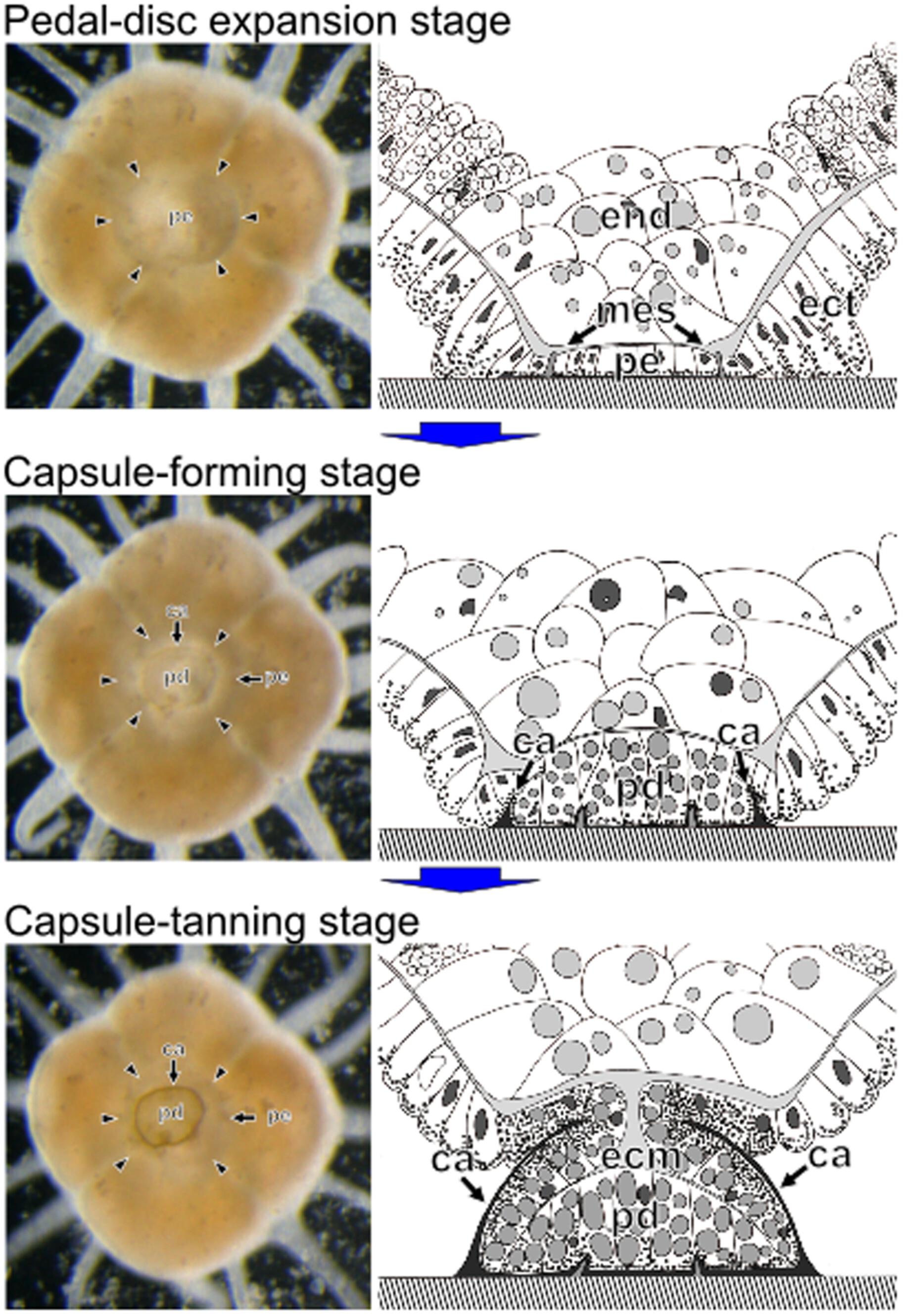 Ectodermal origin and tissue dedifferentiation in the podocyst production by the polyps of the Asian moon jelly (Aurelia coerulea)