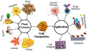 Green synthesis, properties, and biomedical potential of gold nanoparticles: A comprehensive review