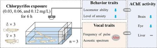 Time-series variation in the locomotor behavior and vocal traits of Japanese medaka (Oryzias latipes) acutely exposed to organophosphorus pesticide chlorpyrifos