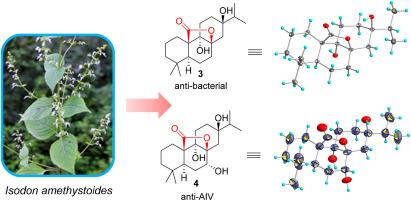 Abietane diterpenoids from Isodon amethystoides and their biological activities