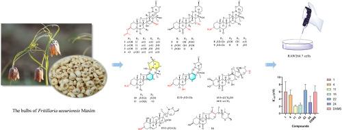 Undescribed steroidal alkaloids from the bulbs of Fritillaria ussuriensis Maxim and their anti-inflammatory activities