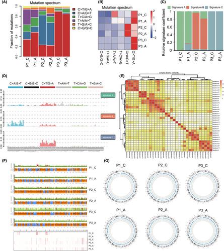 Whole-exome sequencing-based mutational profiling of hepatocellular adenoma malignant transformation to hepatocellular carcinoma