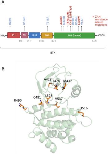 Strategies for overcoming resistance to Bruton's tyrosine kinase inhibitor zanubrutinib