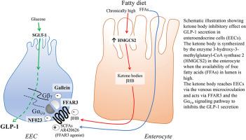 Role of FFAR3 in ketone body regulated glucagon-like peptide 1 secretion