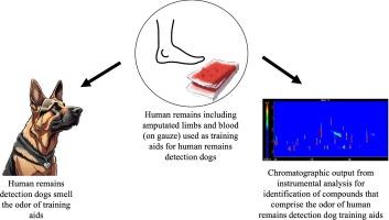 Using ethically sourced training aids for human remains detection dog training