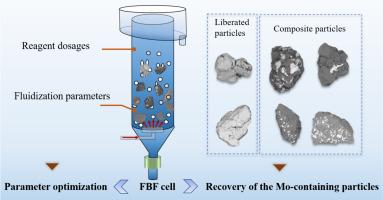 Fluidized bed flotation of coarse molybdenite: The recoverability difference between the liberated and composite particles