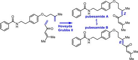 Synthesis and structural affirmation of pubesamides A and B, monoterpene N-benzoyltyramides from white sapote (Casimiroa pubescens)