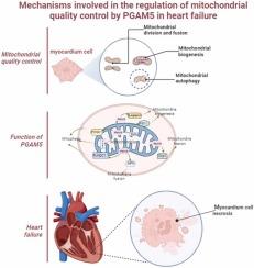 Mechanisms involved in the regulation of mitochondrial quality control by PGAM5 in heart failure