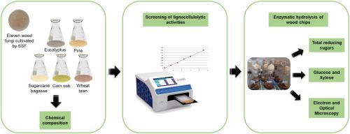 Evaluation of lignocellulolytic fungal enzymes for eucalyptus wood degradation