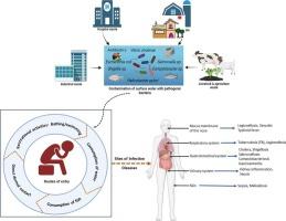 The escalating threat of human-associated infectious bacteria in surface aquatic resources: Insights into prevalence, antibiotic resistance, survival mechanisms, detection, and prevention strategies