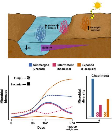 Differential response of bacteria and fungi to drought on the decomposition of Sarcocornia fruticosa woody stems in a saline stream