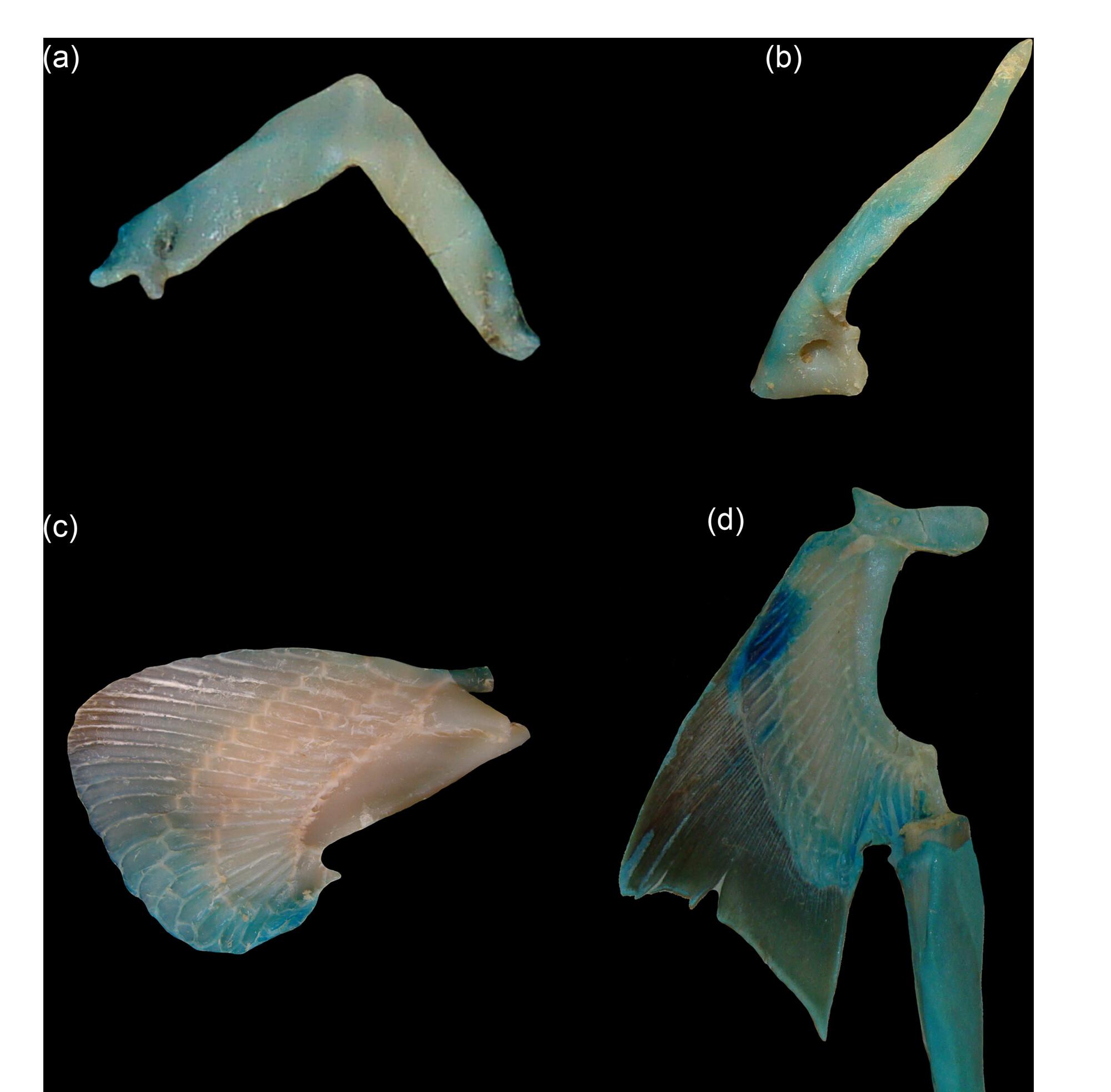 The appendicular skeleton of the enigmatic shark Leptocharias smithii in comparison with other sharks of the order Carcharhiniformes (Elasmobranchii: Leptochariidae)