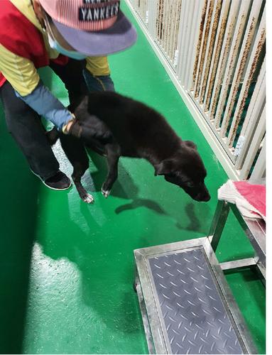 Grinding the Souls: Politics of Interspecies Pity and the Labor of Care in a South Korean Animal Shelter