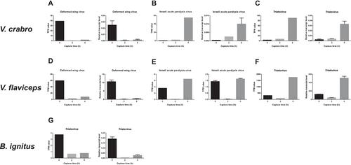 Expression profiles and phylogenetic properties of venom gland-specific viruses in some aculeate bees and wasps