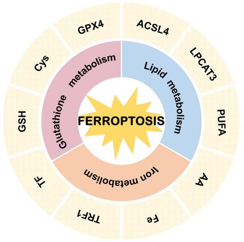 Research progress on the mechanism and signalling pathway of ferroptosis and its potential role in dermatosis research