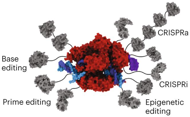 The genetic engineering Swiss army knife