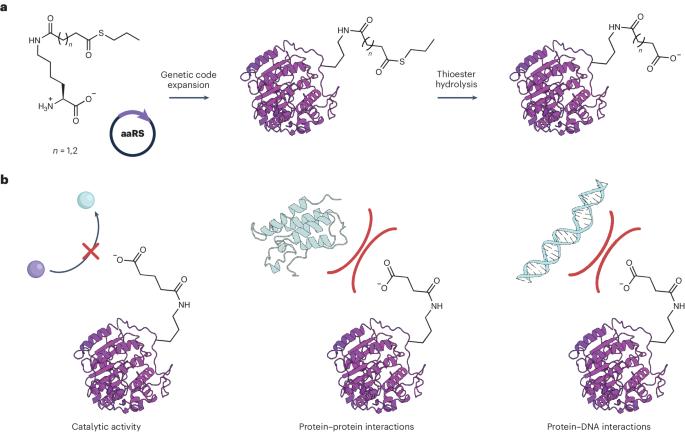 Reversing the charge of lysine by genetic code expansion