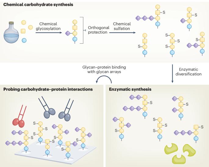 Chemo-enzymatic synthesis is spot on for ganglioside glycan libraries