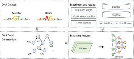 Predicting DNA sequence splice site based on graph convolutional network and DNA graph construction