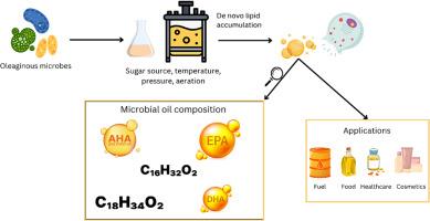 Oleaginous microorganisms as a sustainable oil source with a focus on downstream processing and cost-lowering production strategies: A review