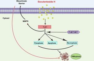 Esculentoside H reduces the PANoptosis and protects the blood-brain barrier after cerebral ischemia/reperfusion through the TLE1/PI3K/AKT signaling pathway