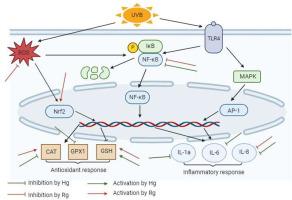 Modulation of UVB-induced oxidative stress and inflammation in skin keratinocytes (HaCaT) utilising unfermented rooibos and honeybush aqueous extracts