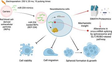 Development of red blood cell-derived extracellular particles as a biocompatible nanocarrier of microRNA-204 (REP-204) to harness anti-neuroblastoma effect